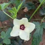 a white flower with a red center surrounded by green leaves