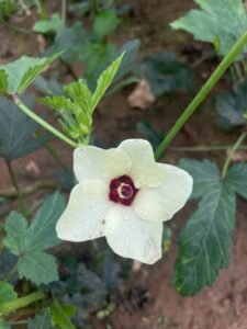 a white flower with a red center surrounded by green leaves